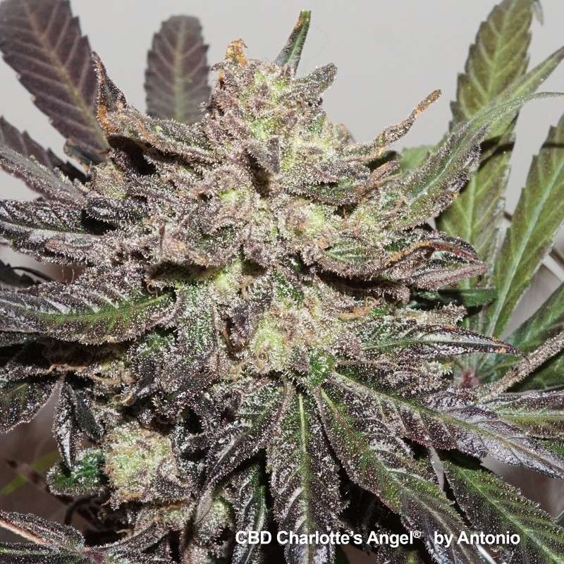 cbd-charlottes-angel-1.jpg