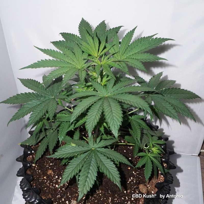 cbd-kush-4.jpg