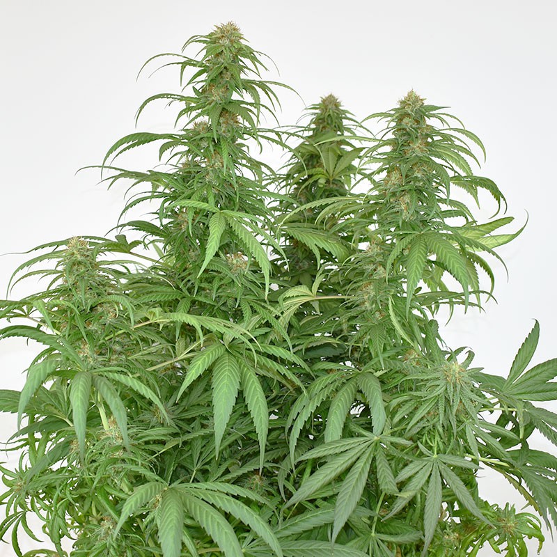 cbg-force-2.jpg